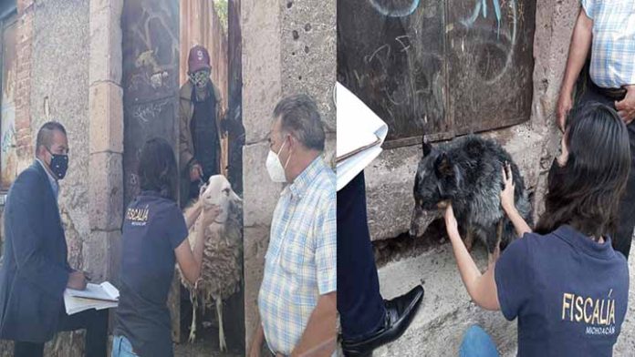 Rescatan a un perro y una oveja por posible maltrato animal en Morelia