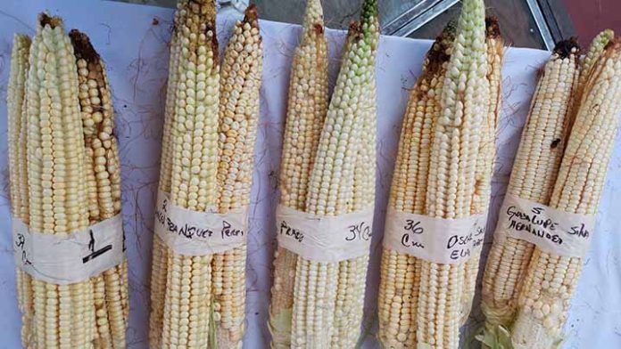 Agricultor mexicano cosecha el elote más grande del mundo