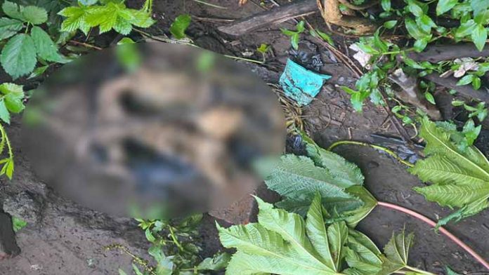 Hallan tumba clandestina en baldío de Uruapan