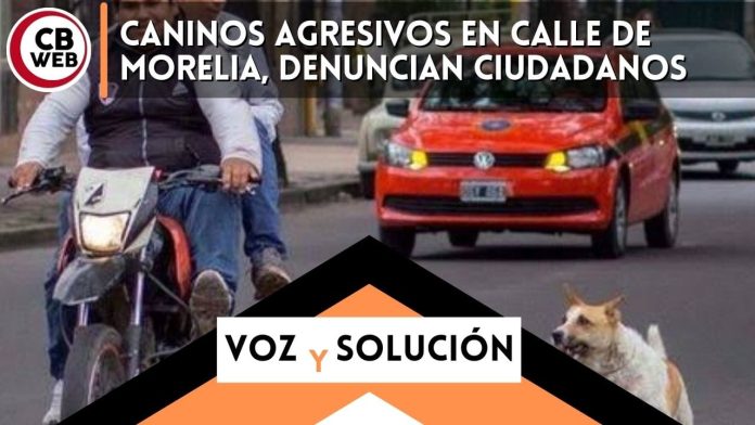 Ciudadanos reportan a unos perros agresivos, temen por su seguridad.