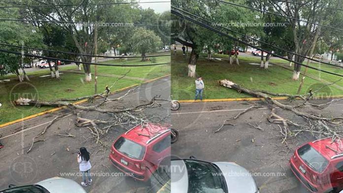 Cae árbol en el Boulevard García de León