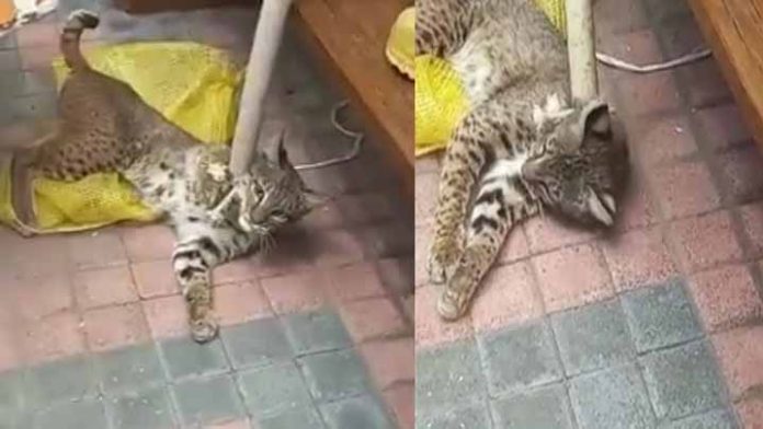 “Me pareció ver un lindo gatito”, gato montés se mete a una vivienda