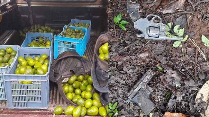 Arrestan a dos ladrones de aguacate en Tingambato