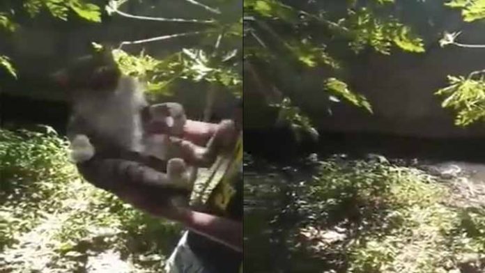 Indignante; jóvenes avientan gatos a canal de aguas negras
