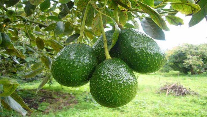 Prohíben cultivar plantas de aguacate en Cherán