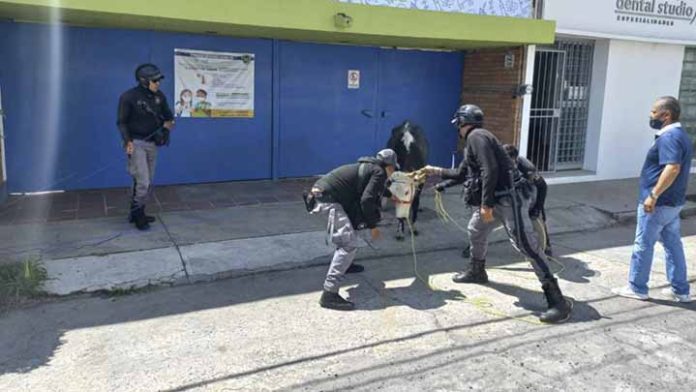 Capturan a una vaca que causaba problemas en las calles de Morelia