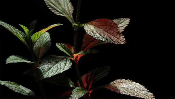 Encuentran compuestos en plantas que podrían ayudar a combatir células cancerosas