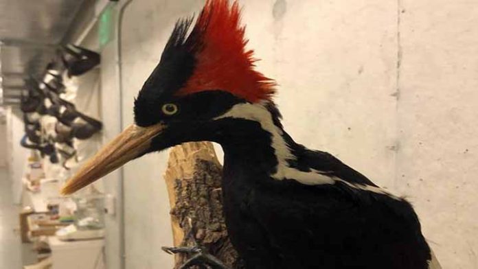 Este 2021 algunas especies de animales serán declaradas extintas