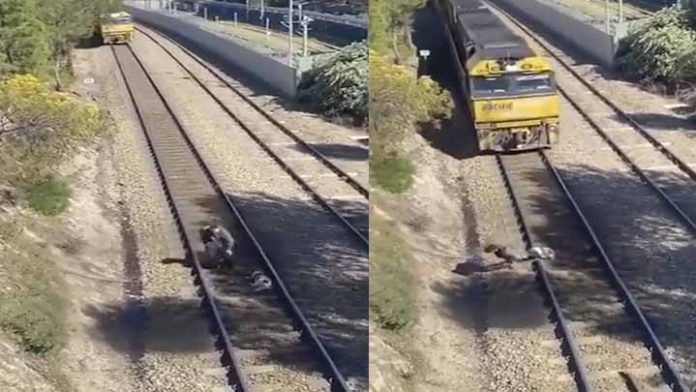 Hombre arriesga su vida para salvar a un perrito de la muerte