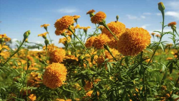 ¿Por qué la flor de cempasúchil es ícono de Día de Muertos? Aquí te decimos