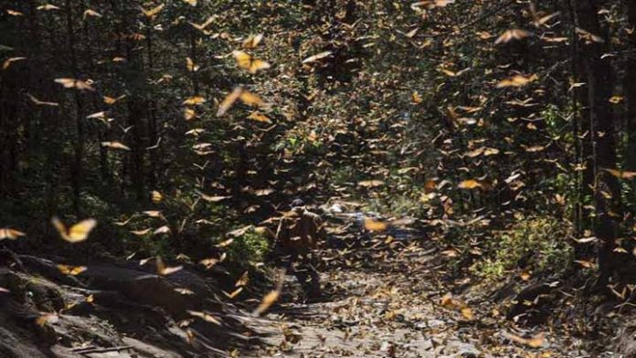 Mariposa Monarca al rescate de la economía en Michoacán