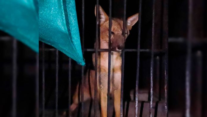 Tráfico de animales