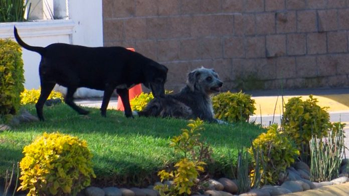 Perros callejeros