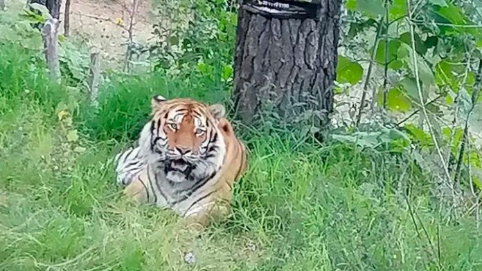 Tigre de Bengala