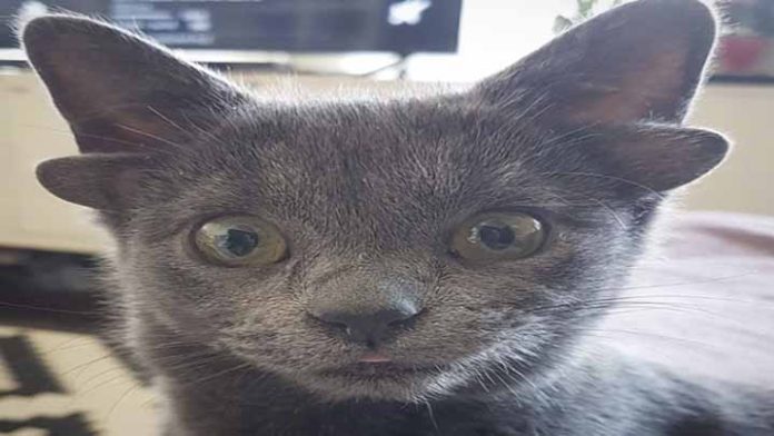 Gatita con 4 orejas se vuelve la sensación en redes sociales