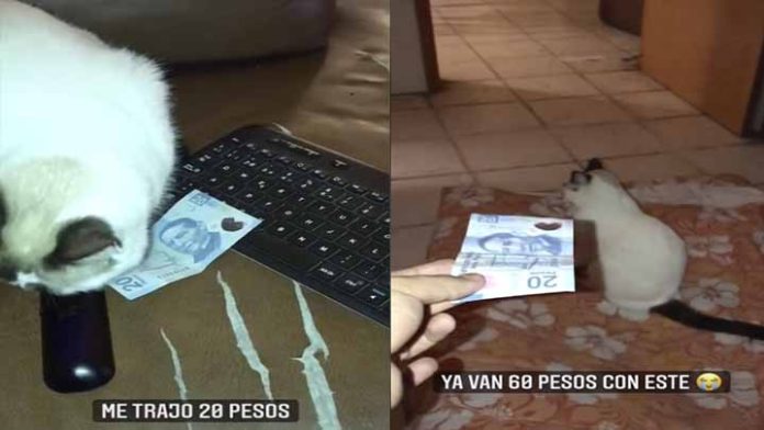Gatito lleva dinero a su dueño en lugar de ratones