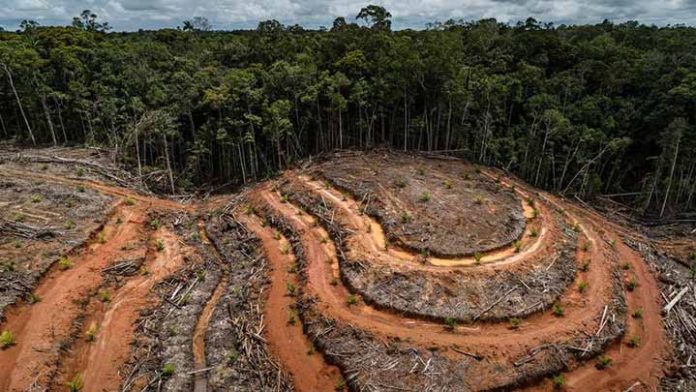 Más de cien países acuerdan terminar con la deforestación; México decide no participar