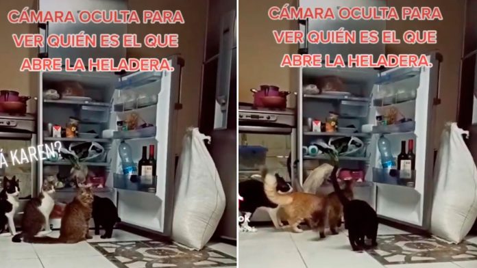 Pandilla de gatos