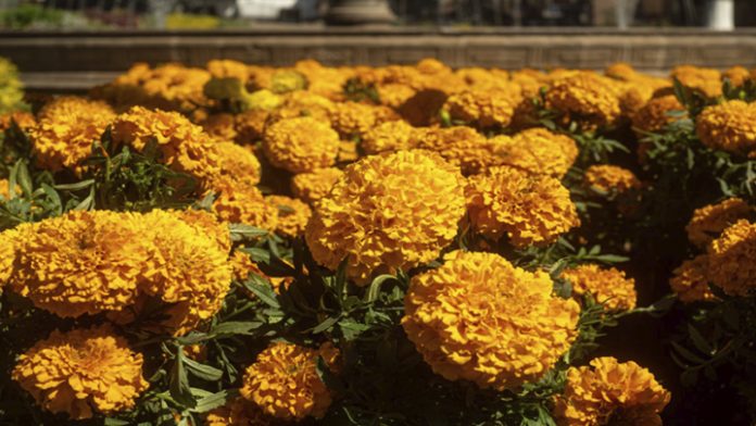 No tires la flor de cempasúchil, aquí te decimos qué hacer con ella