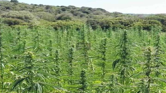 Michoacán busca incursionar en la producción de cáñamo
