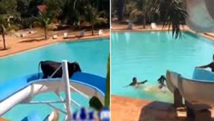 Buey escapa de matadero y sube a tobogán de agua; 