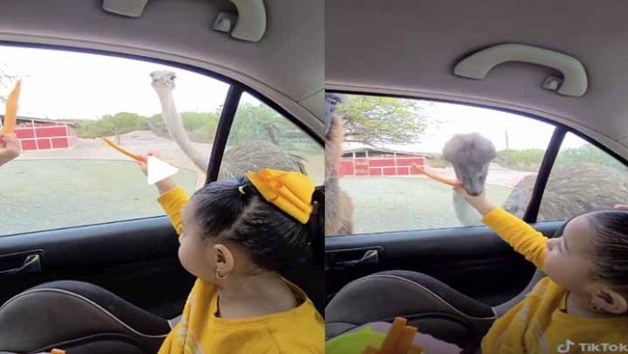 Video; Niña alimentaba una avestruz y le muerde la mano