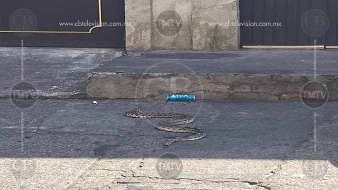 Hallan víbora de cascabel paseando en la colonia Obrera
