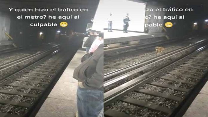 Perrito enternece las redes al provocar el retraso del metro en la CDMX