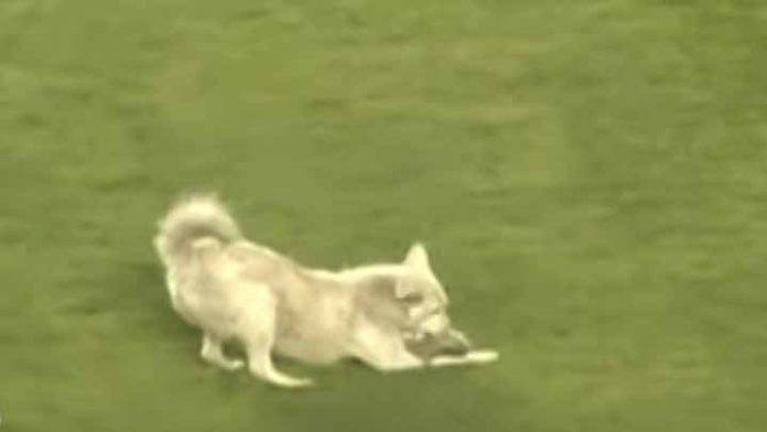 Adoptan a “Cachito”, perrito callejero que interrumpió partido de fútbol