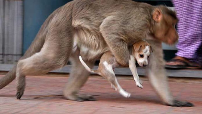 Por venganza, monos matan 250 cachorros de perro por matar a una cría
