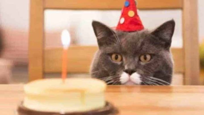 Por celebrar cumpleaños de un gato, se contagian 15 personas de Covid