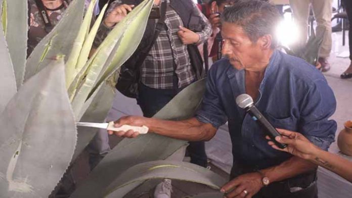 Se inaugura la Feria Nacional del Pulque en Tarímbaro