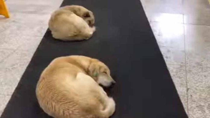 Turquía permite a perros callejeros dormir en el metro durante invierno