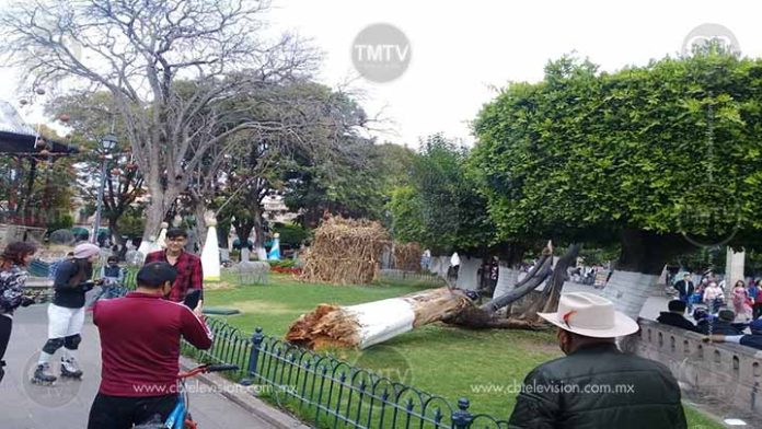Se cae árbol y casi mata a moreliano a lado de la Catedral