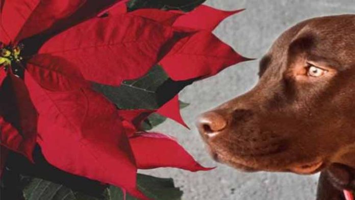 ¿Sabías que la flor de Noche Buena puede ser peligrosa para tu mascota? te decimos porqué