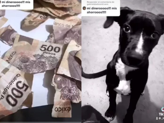 Video-Perrito-se-come-el-aguinaldo-de-su-duena-y-se-hace-viral