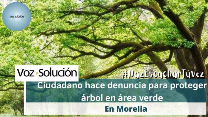 Ciudadano denuncia como se trata de matar un árbol antiguo de aproximadamente 40 metros de altura #CBTelevisión