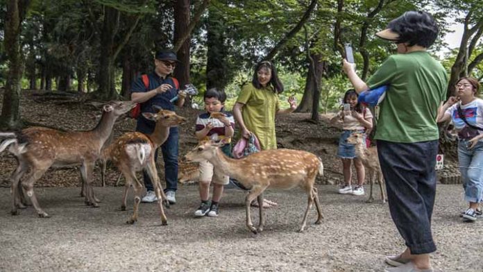 Más de mil siervos conviven con la gente en parque de Japón