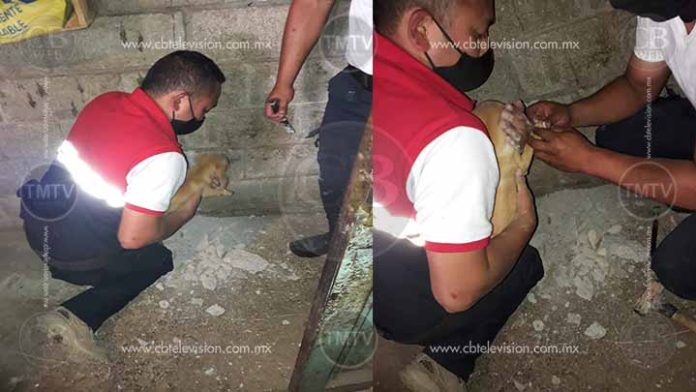 Bombero rescatan a perrito atrapado entre dos paredes