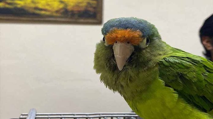 ¿Tienes un periquito en casa? Mucho ojo, es un delito federal