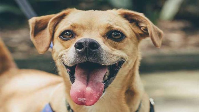 Las mascotas ahora podrán ser legalmente miembros de una familia en España
