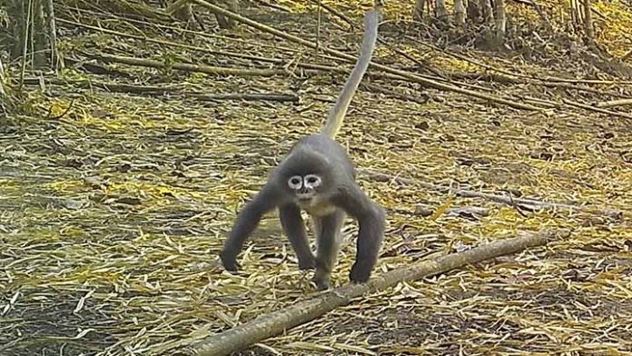 Se descubren 224 nuevas especies de flora y fauna en Asia