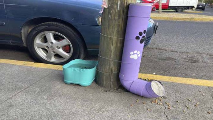Colocan dispensador para alimentar perritos callejeros