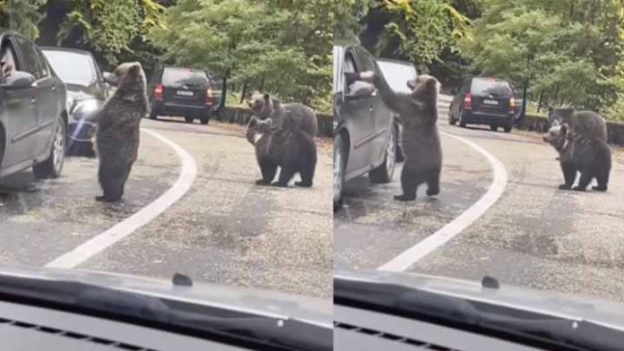 Oso choca los cinco con un automovilista en plena carretera