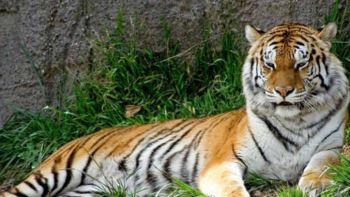 Trabajador de Zoológico es atacado por un Tigre y podría enfrentar cargos