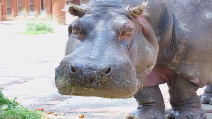 Muere el hipopótamo hembra más longevo de la CDMX tras 50 años en Zoológico