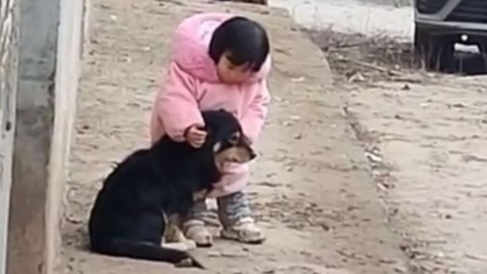 VIDEO: Así protegió una niña a su perrito de los fuegos artificiales