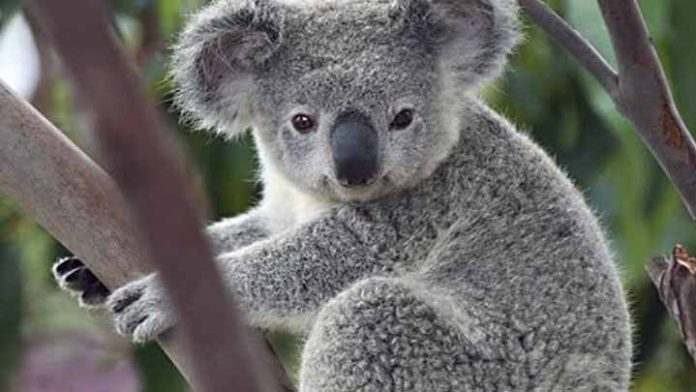 Los koalas son oficialmente declarados como “amenaza” en Australia
