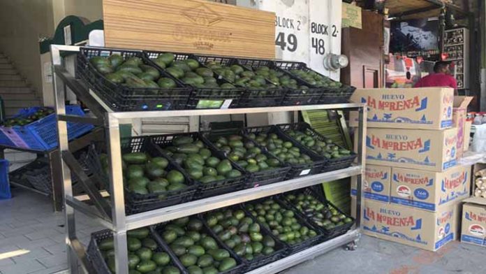 “Sin especulaciones; subirá precio del aguacate de forma gradual”; afirman aguacateros