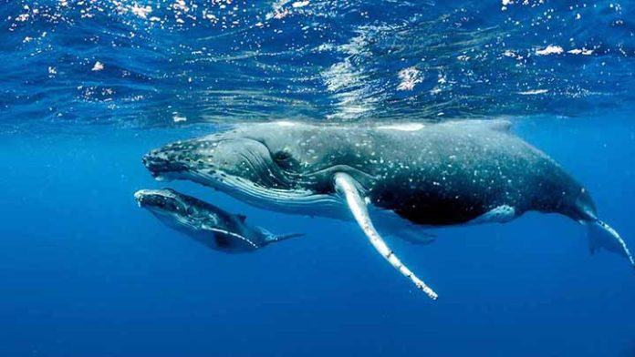 Ballenas corren peligros en rutas migratorias